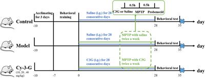 Multi-Omics Integration in Mice With Parkinson’s Disease and the Intervention Effect of Cyanidin-3-O-Glucoside